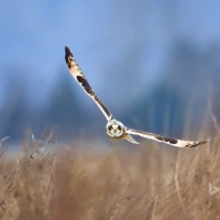 Short eared owl Samish Island Washington