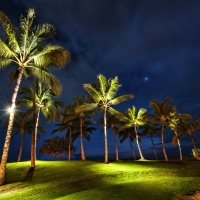 Palm Trees at Night