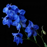 Blue Orchids