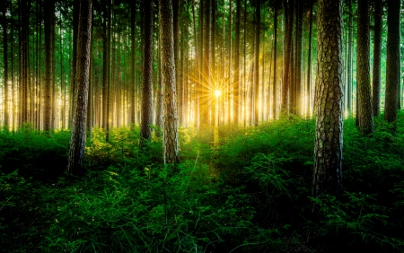 Forest sunlight - sunshine, beatiful, trees, forest, sunlight, greenery