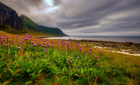 Flowers lake - lake, landscape, mountain, shore, mist, clouds, beautiful, flowers, wildflowers