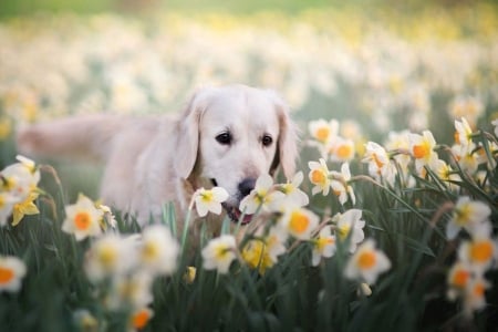 áƒ¦â¤áƒ¦ - beautiful, flower, nature, dog