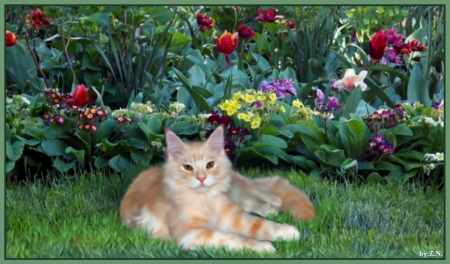 cat rests in the garden - flowers, nature, garden, gras, cat