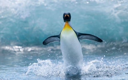 Penguin - wings, penguin, water, bluesky