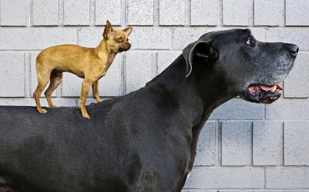 Caring friends - dogs, friends, brown, black