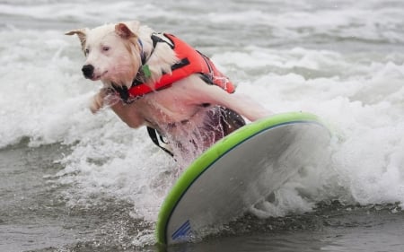 Surfing Dog :) - Dog, animal, green, surfing