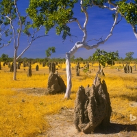 Termite mounds and snappy gums in savannah grassland Gulf Country Queensland  Australia