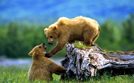 Bears - animal, wildlife, play, bear