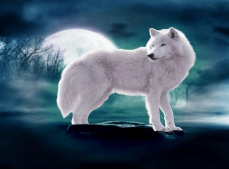 White wolf - predator, wolf, animal, moon, night