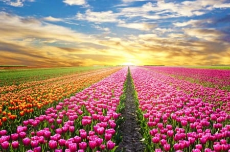 â™¥ - flowers, field, pink, tulips