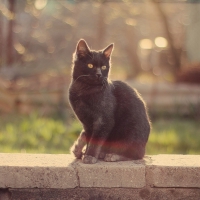 cute black cat