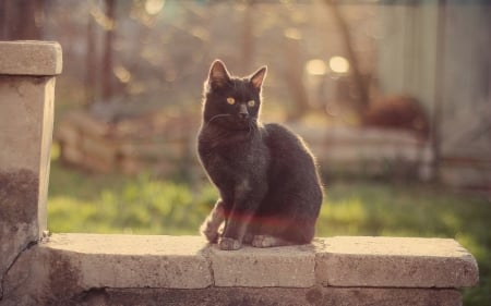 cute black cat - grass, fence, feline, cat