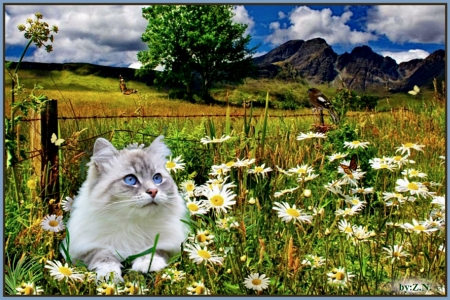 cat in nature - cat, sky, spring, nature