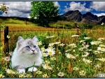 cat in nature