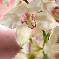 Orchids