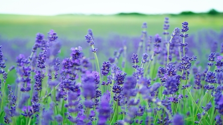 Lavender field