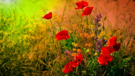 Meadow - nature, flowers, meadow, grass