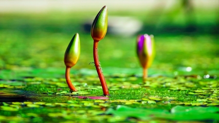 Water lilies - lake, lilies, water, nature