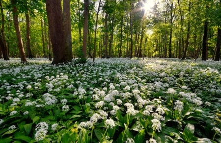 Forest wildflowers - freshness, sunshine, trees, forest, beautiful, wildflowers