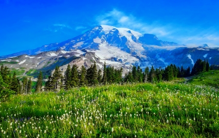 Mountain beauty - trees, beautiful, landscape, grass, mountain, wildflowers, peak, cliffs, sky, rocks