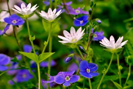 Summer flowers - summer, garden, freshness, pretty, beautiful, flowers