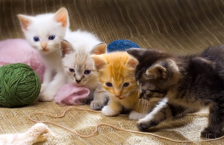 Lovely Kitten - Animals, Kitten, sweet, Cats