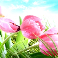 Pink Tulips