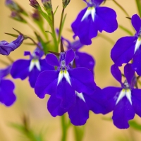 Blue Flowers