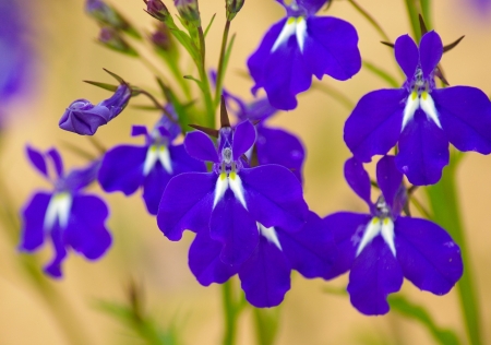 Blue Flowers - nature, flowers, lovely, blue