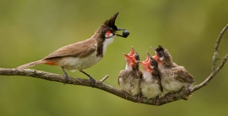 DO RE ME - chics, berry, black head, beige breast, mother bird, open mouths, brown back and wings