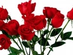 Red roses