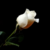 For dear friend Christiane-stepmom-