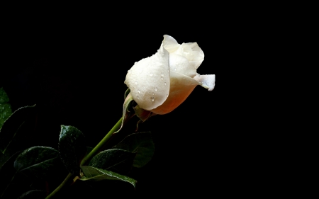 For dear friend Christiane-stepmom- - stepmom, white, rose, friend