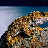 Tuatara on North Brother Island New Zealand