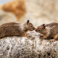 Two California ground squirrels at Seal Rock on 17 Mile Drive on the Monterey Peninsula California