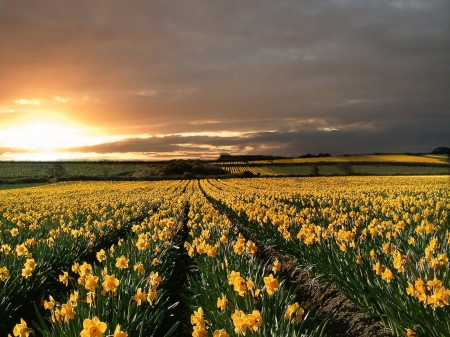 Yellow Flowers Field - nature, clouds, sunset, field, flowers