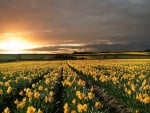 Yellow Flowers Field