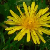 Golden Yellow Baby Flower