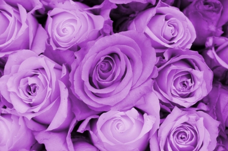 â™¥ - flowers, purple, nature, soft