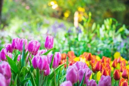 â™¥ - flowers, fields, nature, tulips