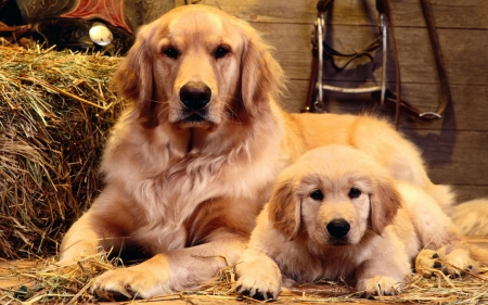 dog and puppy - dog, puppy, golden, retreiver