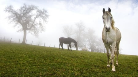 horses on the field - field, tree, horse, grass