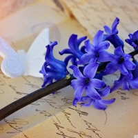 Beautiful Purple hyacinth and his butterfly thoughts