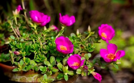 Garden flowers