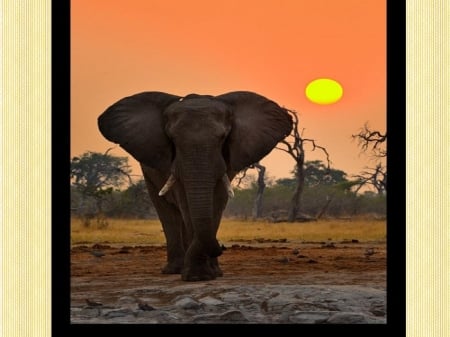 The Majestic King of the Africa - tusks, sunset, african bush, africa, Bull Elephant, large ears