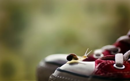 Just a visit - shoes, white, funny, red, green, cute, sneakers, snail