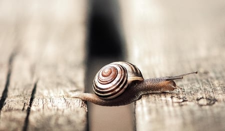 Snail Bridge - funny, wood, cute, situation, snail, bridge