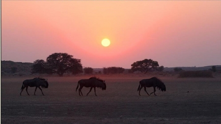 Tomorrow is Another Day - three in a line, African Gnu, trees, african bush