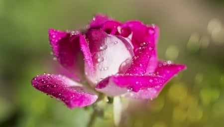 Rose - bokeh, white, water drops, green, trandafir, rose, flower, pink