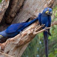 Two hyacinth macawsn Anodorhynchus hyacinthinus in a treenPantanal Mato Grosso Brazil